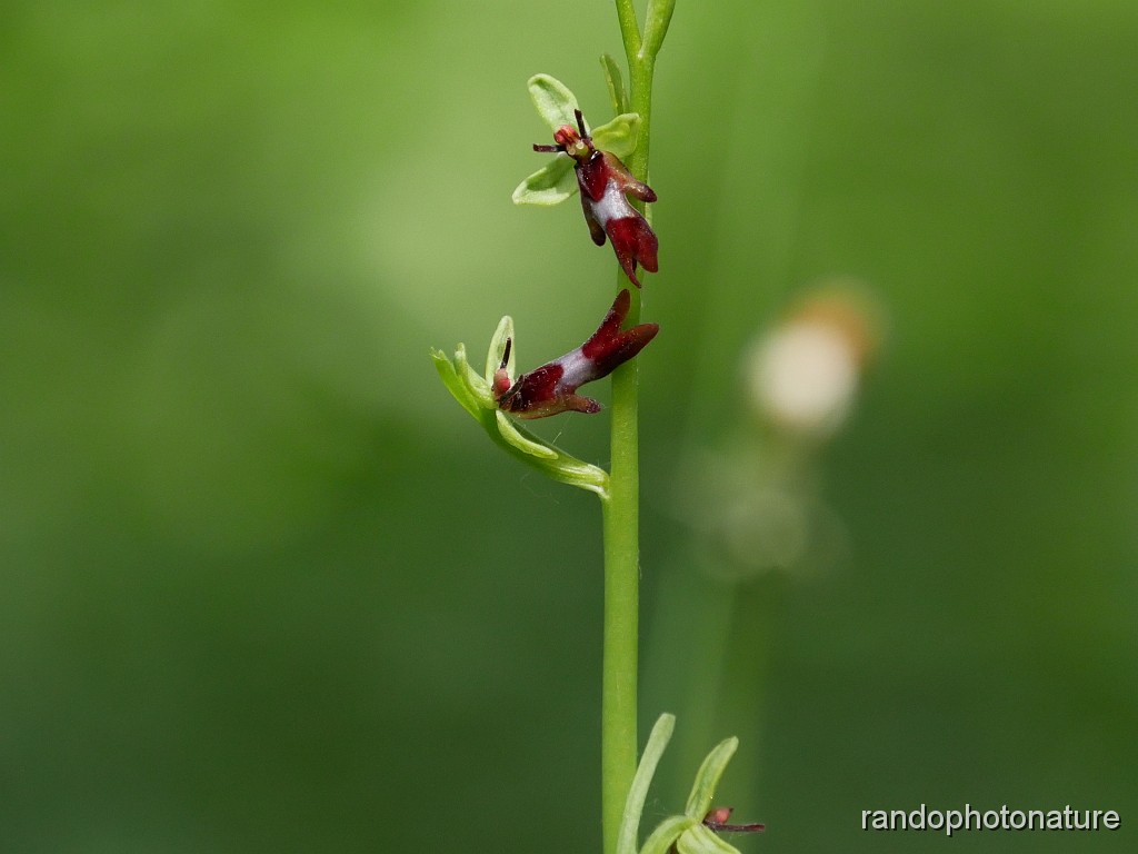 38_Ophrys mouche_2.JPG - Ophrys mouche